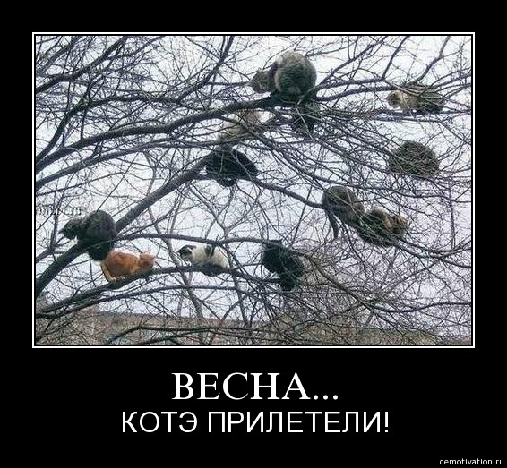Коты прилетели